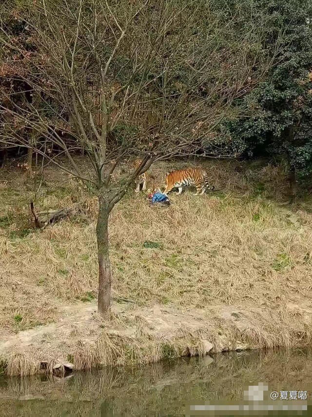 宁波老虎吃人事件最新进展概述